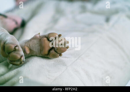 Dog paw Close-up. White's Bullterrier Pfote auf dem Teppich. Makro des weißen Hund Pfote. Stockfoto