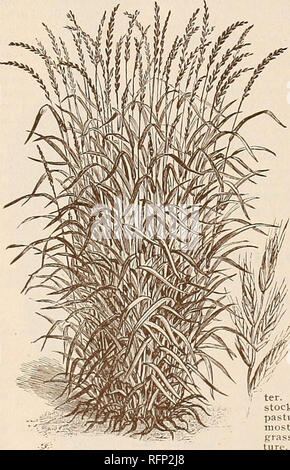 . McCullough same Katalog und die Laienhaften Guide 1896. Gemüse Samen Kataloge Kataloge; Blumen; Obstbäume Sämlinge Kataloge; landwirtschaftliche Arbeitsgeräte Kataloge; kommerzielle Kataloge Ohio Cincinnati; Gemüse; Blumen; Obstbäume; landwirtschaftliche Arbeitsgeräte; kommerzielle Kataloge. Crested Dogstail Gras. Gras- und Kleesaatguterzeugung. Wir machen eine Spezialität von Gras- und Kleesaatguterzeugung, und senden Sie nur die nützlichsten Sorten, die für dieses Land angepasst sind. Unsere Einrichtungen für die Behandlung sind unübertroffen, die verbesserte Maschinen, ausdrücklich für unsere verwenden. Während wir sind in der Lage bei allen t Stockfoto