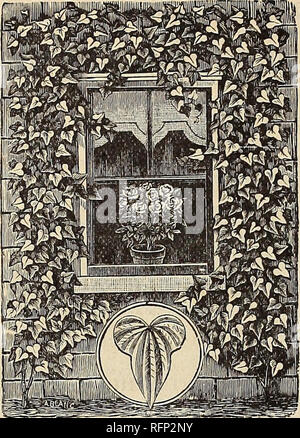 . Frühjahr 1896. Baumschulen; Rosen Ohio Ohio Kataloge Kataloge Kataloge; Blumen; Gemüse Kataloge; Baumschulen; Rosen, Blumen und Gemüse. 70 DIE NATIONALEN ANLAGE UNTERNEHMEN, Floristen, Dayton, Ohio. Zimt VINB. Zimt Weinstock. Eine sehr schöne Kletterpflanze. Vollkommen winterhart, den Stamm unten sterben jeden Herbst, aber wieder wächst so schnell im Frühjahr als völlig keine Gitter oder Arbor zu sehr früh in der Jahreszeit. Ist so einfach wie das Madeira Rebsorten angebaut und ist von Knollen, die von zehn bis zwölf Fuß für Rebe, produziert, und mit seiner schönen herzförmigen Blätter, helle g Stockfoto