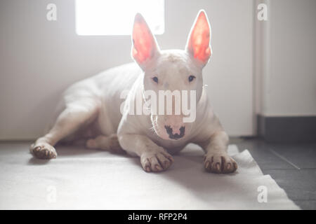 English Bull Terrier auf dem Boden liegend mit Licht dahinter Stockfoto