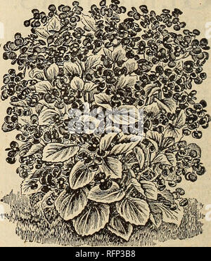 . Frühjahr 1896. Baumschulen; Rosen Ohio Ohio Kataloge Kataloge Kataloge; Blumen; Gemüse Kataloge; Baumschulen; Rosen, Blumen und Gemüse. Blühende EGONIAS UflRIEfiEST THURSTONII. THURSTONII. Ein Kreuz zwischen Metallica und Sanguinea, der Merkmale der beiden. Es ist oi sehr kräftiges Wachstum und wird einen feinen bedder. Als Topfpflanze ist es überschreiten zunehmend Zierpflanzen. Theleaves schattiert sind wie die Metall- lica und sind aus glänzendem bronze-grün, mit der Unterseite tief Wein Farbe, Geäderte dunkler. Sie sind groß und glatt, und von großer Stoff, dick und ledrig. Blumen blass Stockfoto