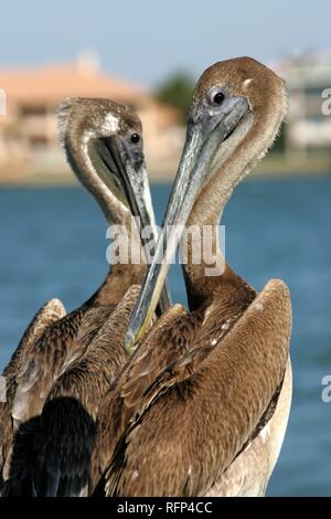 Pelikane (Pelecanidae), Florida, USA Stockfoto