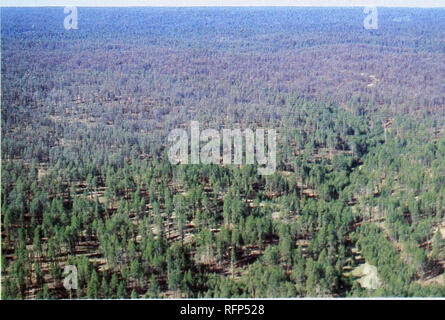 . Wald Insekten und Pflanzenkrankheiten Bedingungen in den Vereinigten Staaten 1979. Schädlinge in den Vereinigten Staaten. h -702373. 17. Bitte beachten Sie, dass diese Bilder sind von der gescannten Seite Bilder, die digital für die Lesbarkeit verbessert haben mögen - Färbung und Aussehen dieser Abbildungen können nicht perfekt dem Original ähneln. extrahiert. In den Vereinigten Staaten. Forest Service; Pronos, John, 1944; Hoffard, Bill. [Washington, DC?]: US Abt. Landwirtschaft, Forest Service Stockfoto