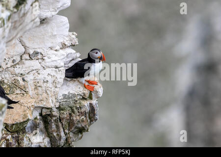 Papageitaucher (Fratercula) auf der Klippe an der RSPB Bempton Cliffs UK Stockfoto