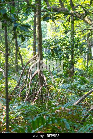 Kuala Sepetang Mangrovenwald in Malaysia Stockfoto