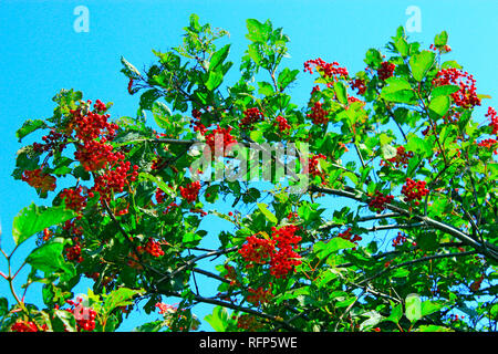 Reife Früchte der Gefüllte Schneeball - Rose auf den Ästen hängen. Reife Früchte der viburnum. Ernte von roten Beeren der Gefüllte Schneeball - Rose auf Bush Stockfoto