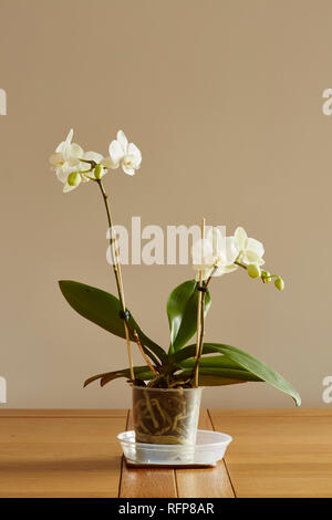 Eine weiße Orchidee, Palaenopsis, in einem Topf auf einem Tisch mit einem einfachen Hintergrund Stockfoto