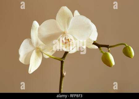 Blumen und Blüten sowie deren Knospen, einer weissen Phalaenopsis mit einem einfachen Hintergrund Stockfoto