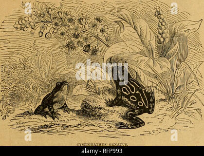 . Cassell's Natural History. Tiere; das Verhalten der Tiere. JFHICAX FHOGS. 355 Unter den nicht sehr zahlreichen ost-indischen Arten der Gattung Rana ist Kuhl Frosch, * mit einem Largo web zu seinen Füßen. Er lebt in Ceylon, Java, Celebes, und in China. Der Unterkiefer hat ein Paar von Fang - wie protuberanzen vor. Die indischen Stier Frogf hat das Web breit, gekerbt, und es nicht der Endpunkt der vierten Zehe erweitern. Es ist üblich, über die gesamte Hindostan und I.s. auch in Ceylon, Sikkim, die Malaiische Halbinsel, China gefunden, und die Inseln des Archipels. Einige Messen 6 oder 7 cm in der Länge. Die Stockfoto