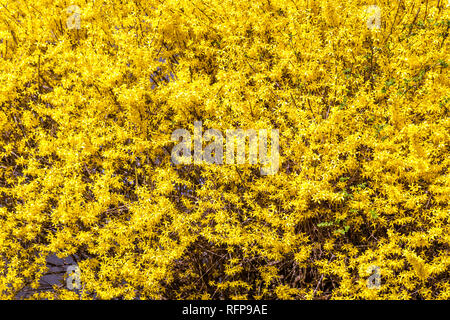 Forsythia x intermedia Frühling gelb blühende Äste Forsythia Busch Stockfoto