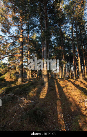 Caledonian Wald im Abendlicht im Cairngorms Nationalpark von Schottland. Stockfoto