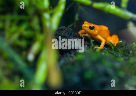 Giftige Frosch im Bioparc Valencia, Comunidad Valenciana, Spanien Stockfoto