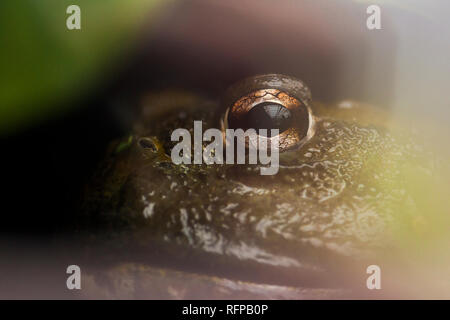 Giftige Frosch im Bioparc Valencia, Comunidad Valenciana, Spanien Stockfoto