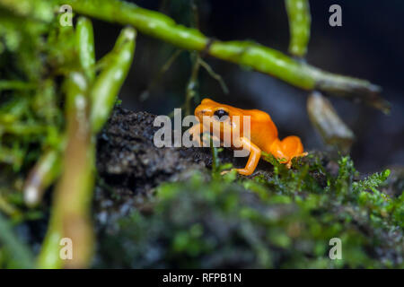 Giftige Frosch im Bioparc Valencia, Comunidad Valenciana, Spanien Stockfoto