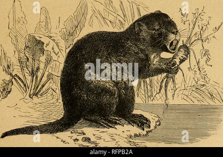 . Cassell's Natural History. Tiere; das Verhalten der Tiere. Die COYPV. 131 Vertreter in Afrika. Ihre Mitglieder sind auf einmal durch die comiilicated Emaille fohls Ihrer Backenzähne unterschieden i.e. beide Kiefer, durch diese Zähne im Allgemeinen verwurzelt und von der Beschaffenheit des Fells, die hart ist und freqiently mit feinen Stacheln gemischt. Daher auch der Name von Ecldnomys (Stacheligen, oder vielmehr Igel, Essen), angewandt auf die typischen Gattung, aus denen der Familie benannt ist Echinomvin. e. Der Schwanz in diesen Tieren ist in der Regel lang. Die Nager, die zu dieser Sal&gt;-f; iniily sind in der Regel von beträchtlicher Größe, als Lar Stockfoto