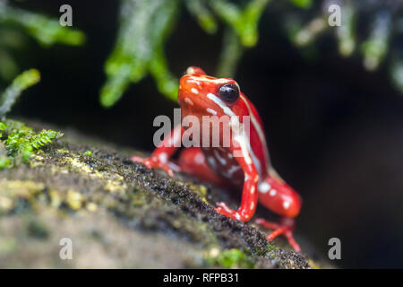 Giftige Frosch im Bioparc Valencia, Comunidad Valenciana, Spanien Stockfoto