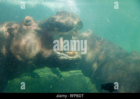 Hippopotamus bei Bioparc Valencia, Comunidad Valenciana, Spanien Stockfoto