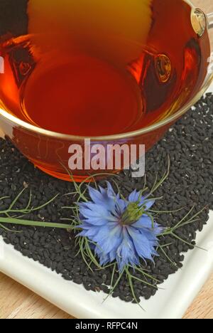 Tee aus schwarzem Kümmel, Nigella sativa, Danigella scapigliata, Stockfoto