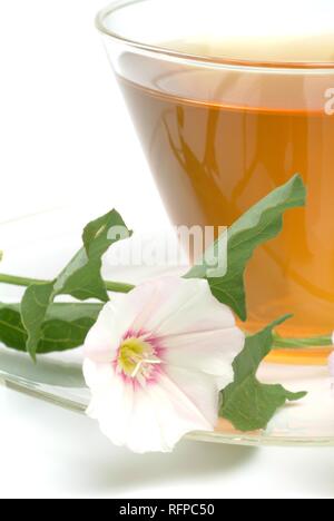 Tee aus Blindweed, blindweedtea, Arzneimittel, Tee, herbtea, Convolvulus arvensis, Stockfoto