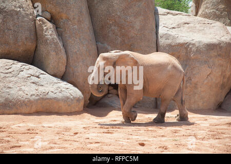 Afrikanischer Elefant im Bioparc Valencia, Comunidad Valenciana, Spanien Stockfoto