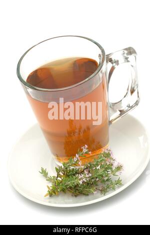 Kräutertee aus Thymian, Thymus vulgaris, thymetea Stockfoto