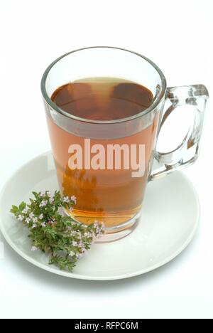 Kräutertee aus Thymian, Thymus vulgaris Stockfoto