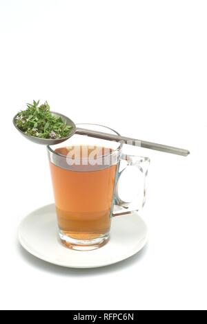 Kräutertee aus Thymian, Thymus vulgaris Stockfoto