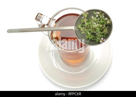 Kräutertee aus Thymian, Thymus vulgaris Stockfoto