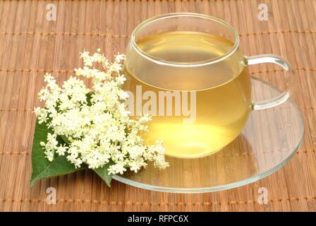 Kräutertee aus Sambucus nigra, Elder Stockfoto