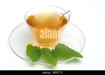 Kräutertee aus Melisse, Zitronenmelisse, Süße Melisse, Melissa officinalis, Stockfoto