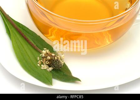 Kräutertee aus Plantago laneolata, Lange leaved Plantain, Spitzwegerich Stockfoto