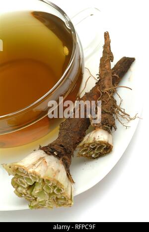 Kräutertee aus gemeinsamen Löwenzahn Taraxacum officinale Stockfoto