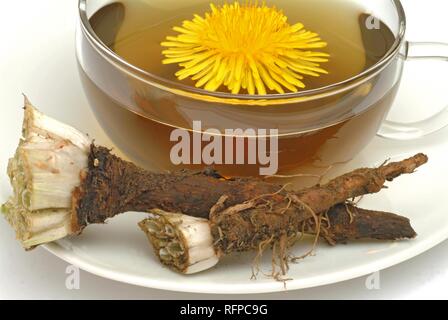 Kräutertee aus gemeinsamen Löwenzahn Taraxacum officinale Stockfoto