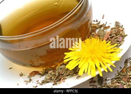 Kräutertee aus gemeinsamen Löwenzahn Taraxacum officinale Stockfoto