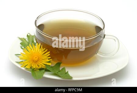 Kräutertee aus gemeinsamen Löwenzahn Taraxacum officinale Stockfoto