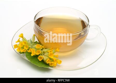 Kräutertee aus schlüsselblume, Primula officinalis, Stockfoto