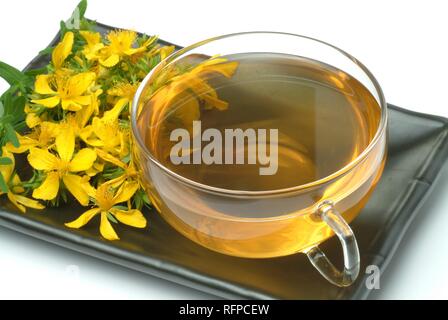 Johanniskraut Tee, Kräutertee, Hypericum perforatum Stockfoto