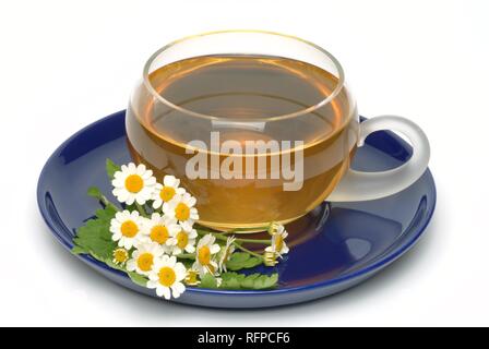 Mutterkraut Tee, herbtea, Chrysanthemum parthenium Stockfoto