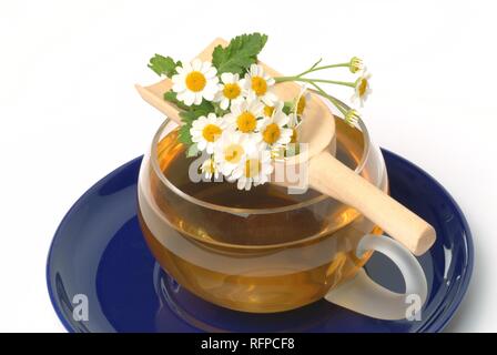 Mutterkraut Tee, herbtea, Chrysanthemum parthenium Stockfoto