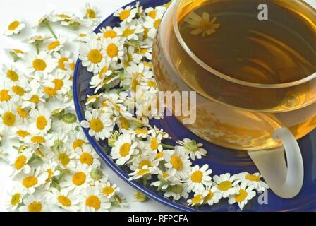 Mutterkraut Tee, herbtea, Chrysanthemum parthenium Stockfoto