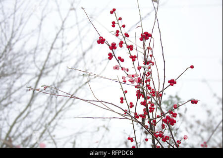 Dekorativer Zweig mit roten Beeren. Der Hintergrund ist weiß und andere blattlosen Zweige werden gesehen. Stockfoto