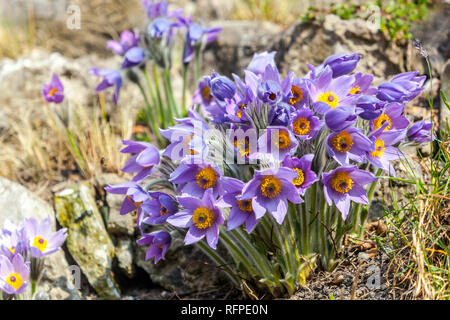 Blühender Cluster von Pasque Blume Steingarten Pulsatilla vulgaris in Felsen Garten Stockfoto