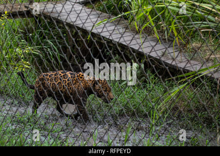Ein Foto von einem schönen männlichen Jaguar (Panthera onca) zu Fuß in seinem Gehäuse auf dem Hintergrund eines hölzernen Rampe bei Centro de Conservación de Santa Ana. Stockfoto