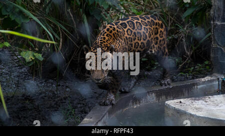 Ein Foto von einem Fuß Jaguar (Panthera onca) am Centro de Conservación de Santa Ana, Costa Rica. Verschwommen Zaun auf den Vordergrund. Stockfoto