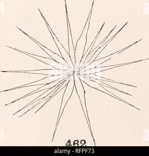 . Der Carnegie Institution in Washington Publikation. 460 461 Larven schwimmen - Haare.. 462 451. Anopheles 452. Anopheles 453. Anopheles 454. Anopheles 455. Anopheles 456. Anopheles 457. Anopheles punctipennis Sagen. karauschen Wiedemann. Quadrimaculatus sagen. pseudopunctipennis Theob. grabhamii Theobald. strigimacula Dyar&amp; Knab. eiseni Coquillett. 458. Anopheles übeltäter Dyar&amp; Knab. 459. Anopheles argyritaris Robineau-Des - voidy. 460. Anopheles albimanus Wiedemann und A. tarsimaculata Goeldi. 461. Anopheles neivai H., D.&amp; K.462. Barberi coelodiazesis Coquillett.. Bitte beachten Sie, dass diese im Stockfoto