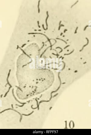 . Der Carnegie Institution in Washington Publikation. . 13 U-. (1 - r^14^^ 19 15 Mi^^ 16. J 17 1^/: - / - 20^12 m 18^C^. 20 21 22 23 21 C.C.. M. , //.. Bitte beachten Sie, dass diese Bilder sind von der gescannten Seite Bilder, die digital für die Lesbarkeit verbessert haben mögen - Färbung und Aussehen dieser Abbildungen können nicht perfekt dem Original ähneln. extrahiert. Der Carnegie Institution in Washington. Washington, der Carnegie Institution in Washington Stockfoto