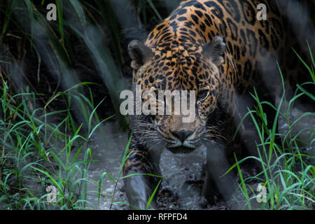 Ein Porträt der Südamerikanischen Jaguar (Panthera onca) am Centro de Conservación de Santa Ana, Costa Rica Stockfoto
