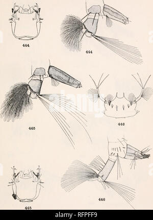 . Der Carnegie Institution in Washington Publikation. Veröffentlichung 159 Platte 128. DETAILS VON LARVyE. 444. Moctezuma megarhinus Dyar&amp; Knopf. 445. Megarhinus hypoptes Knab. 446. Mansonia titillans Walker.. Bitte beachten Sie, dass diese Bilder sind von der gescannten Seite Bilder, die digital für die Lesbarkeit verbessert haben mögen - Färbung und Aussehen dieser Abbildungen können nicht perfekt dem Original ähneln. extrahiert. Der Carnegie Institution in Washington. Washington, der Carnegie Institution in Washington Stockfoto