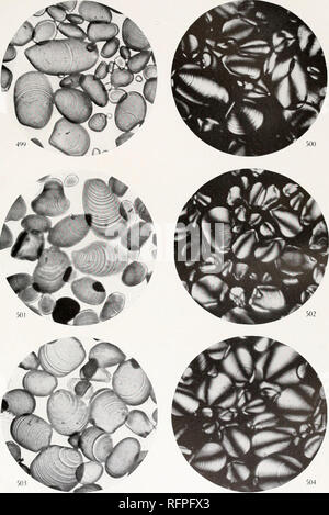 . Der Carnegie Institution in Washington Publikation. Platte 84. 400 und 500. Carina Var. (Konigen Charlotte). 501 und 502. Canna Var. (Prosidont Carnot). 503 und 504. Canna Var. (L. E. Bally). Bitte beachten Sie, dass diese Bilder sind von der gescannten Seite Bilder, die digital für die Lesbarkeit verbessert haben mögen - Färbung und Aussehen dieser Abbildungen können nicht perfekt dem Original ähneln. extrahiert. Der Carnegie Institution in Washington. Washington, der Carnegie Institution in Washington Stockfoto