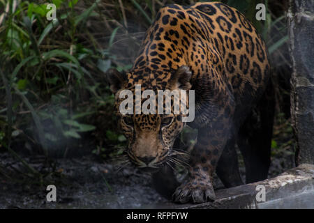 Ein Porträt der Südamerikanischen Jaguar (Panthera onca) am Centro de Conservación de Santa Ana, Costa Rica Stockfoto
